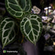 Anthurium 'Mystique A88' • rarely offered