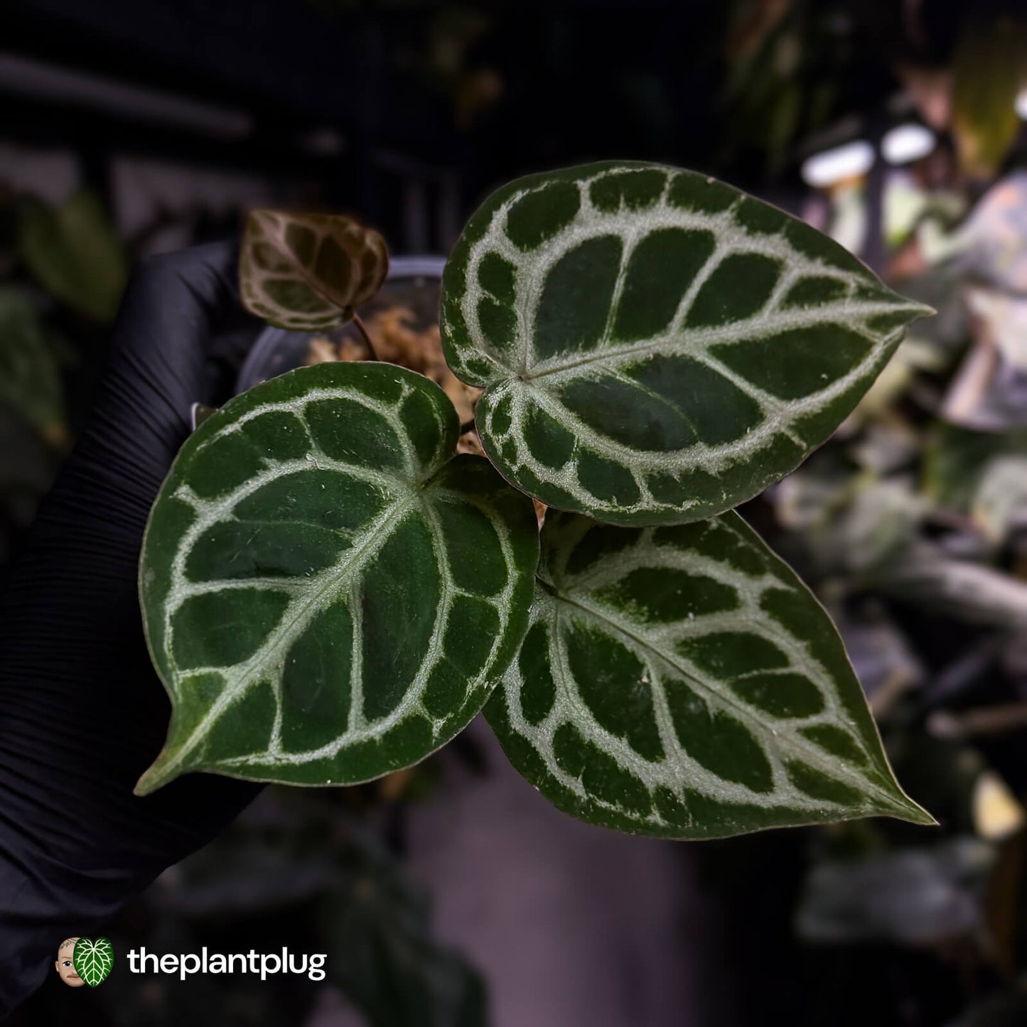 Anthurium 'Mystique A88' • rarely offered