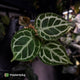 Anthurium 'Mystique A88' • rarely offered