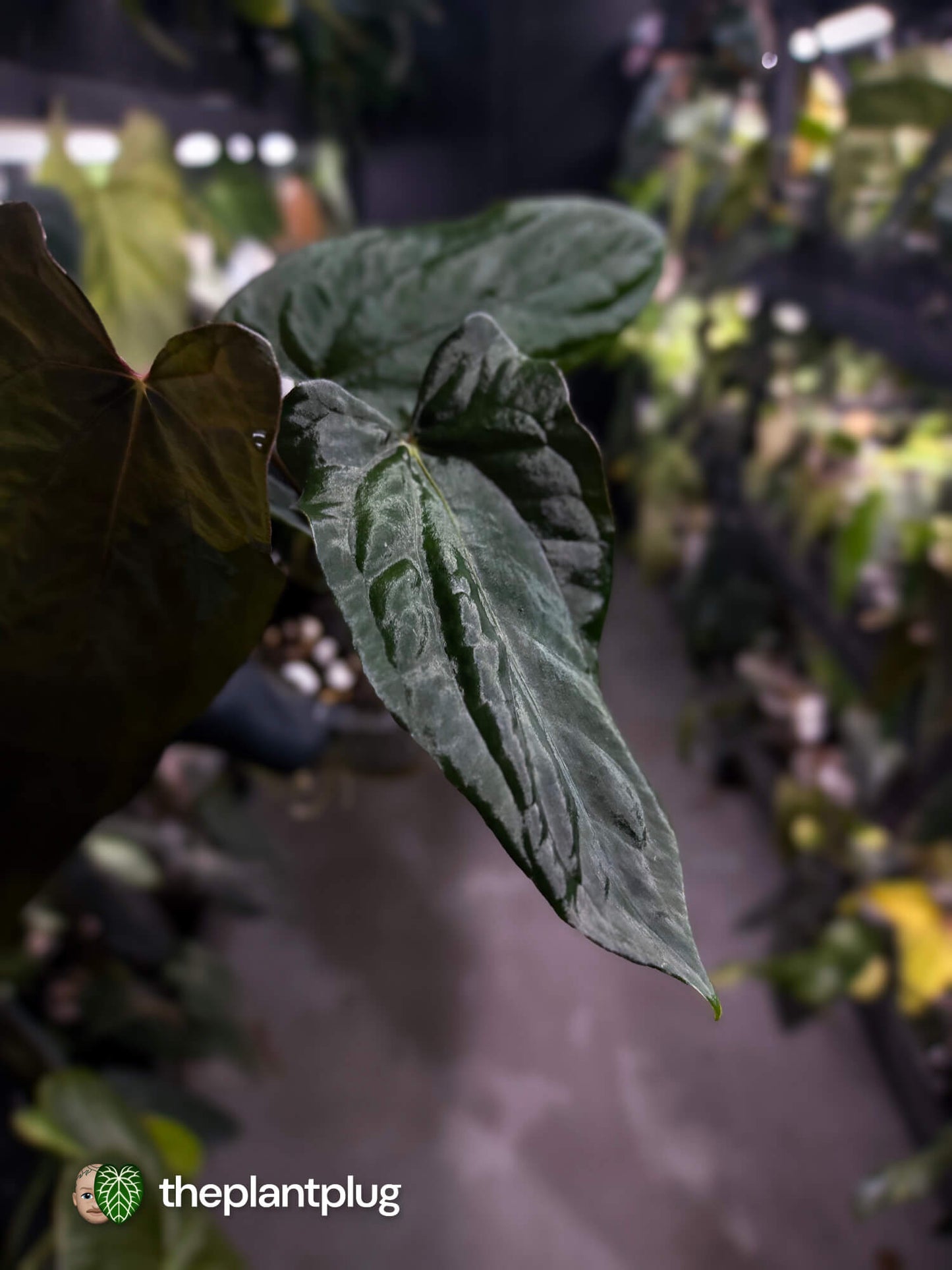 Anthurium papillilaminum 'RLFS' x pap 'RL' s1