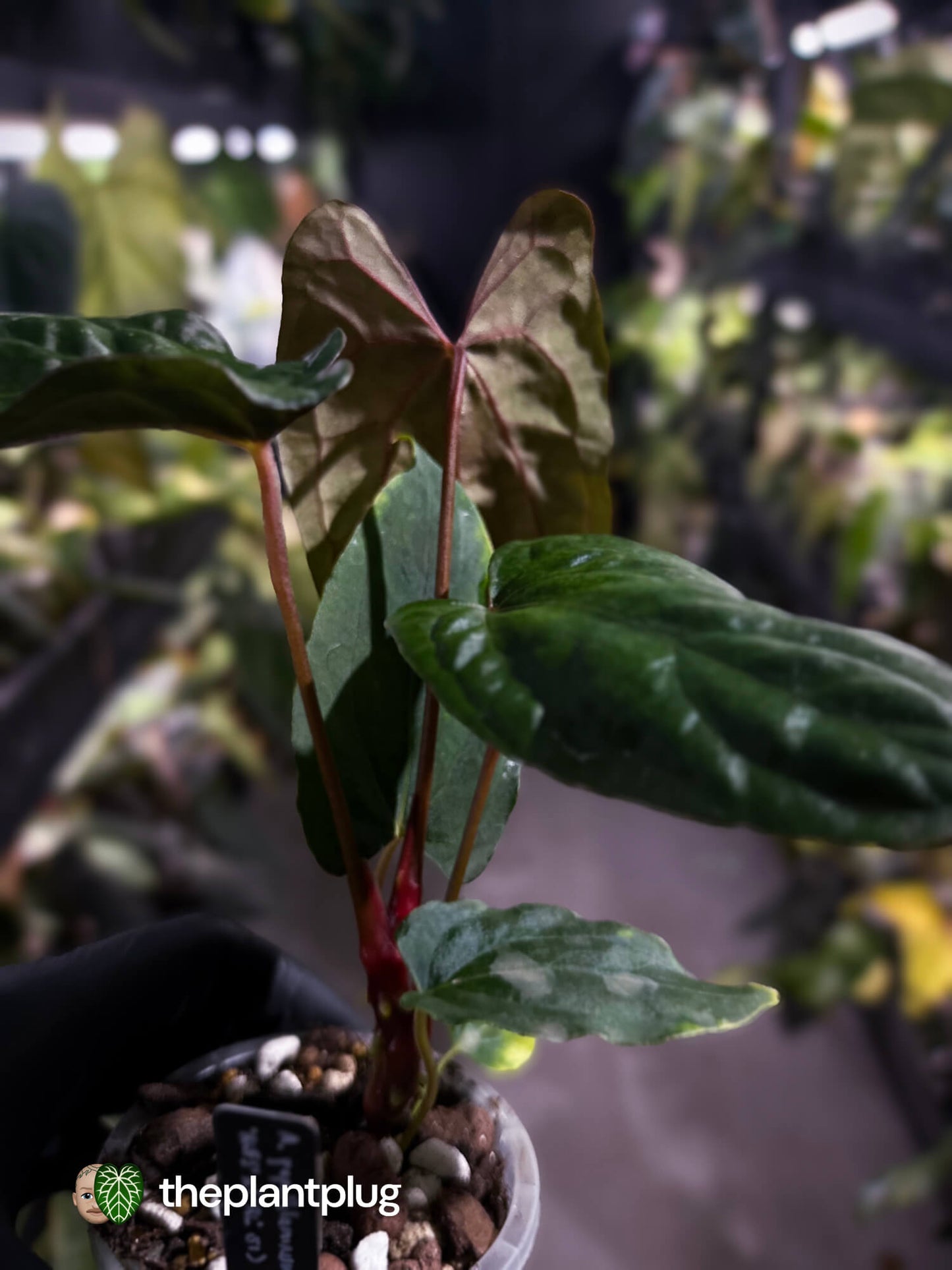 Anthurium papillilaminum 'RLFS' x pap 'RL' s1