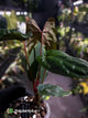 Anthurium papillilaminum 'RLFS' x pap 'RL' s1