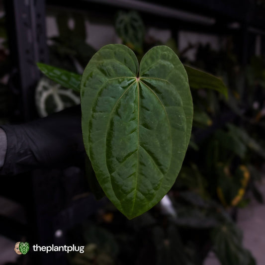 Anthurium 'Scarlet Moon' x (antolakii 'Felix' x kuna)