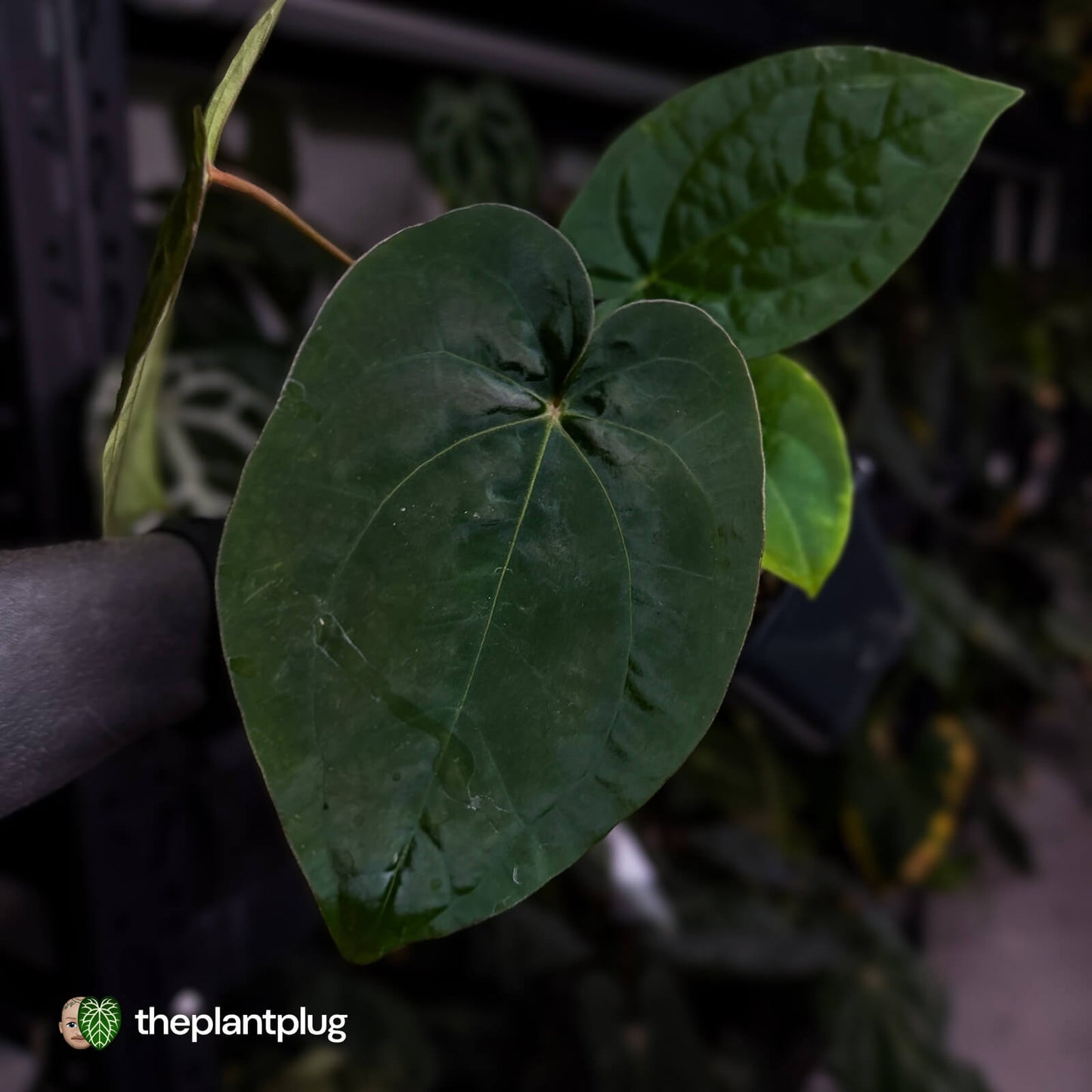 Anthurium 'Scarlet Moon' x (antolakii 'Felix' x kuna)