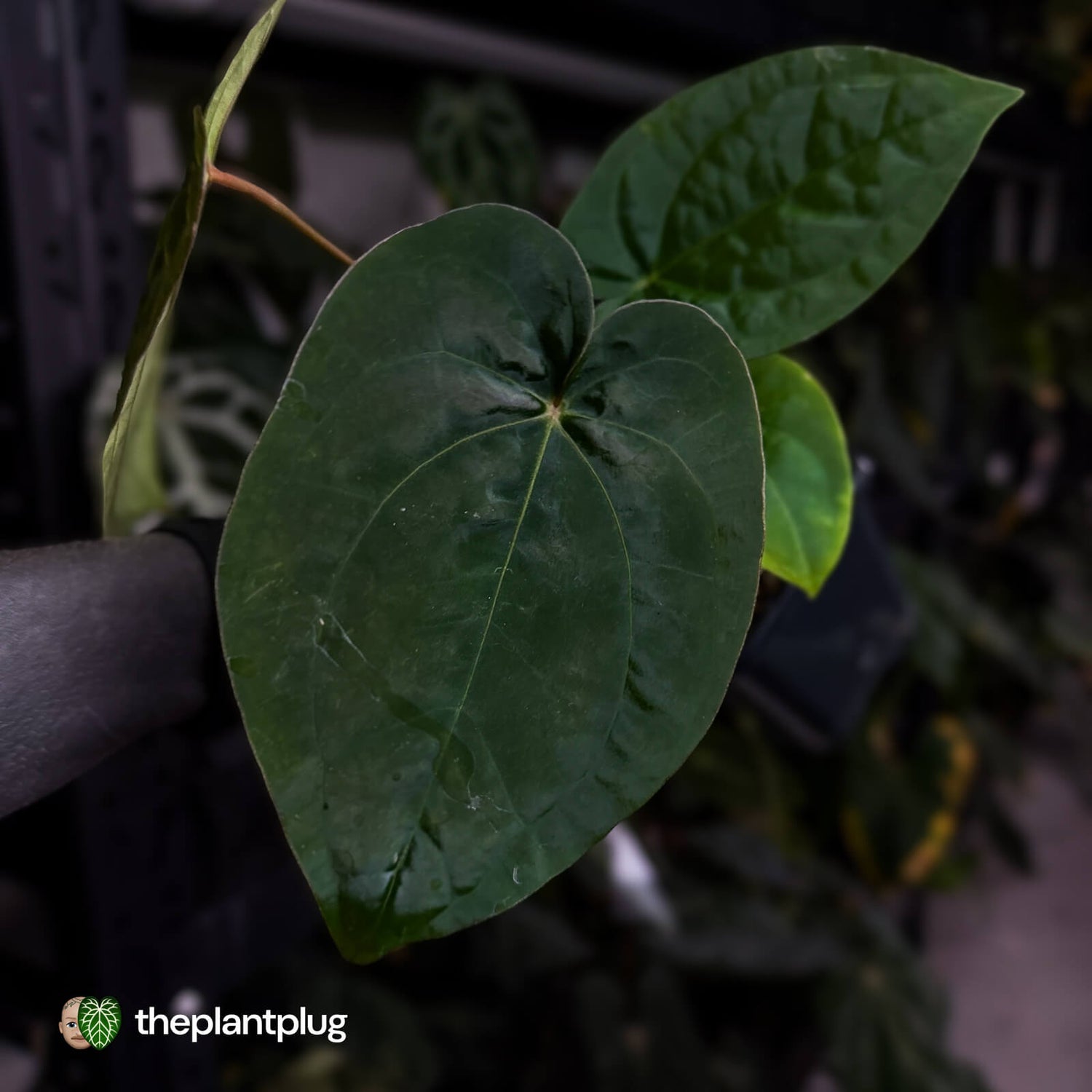 Anthurium 'Scarlet Moon' x (antolakii 'Felix' x kuna)