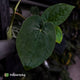 Anthurium 'Scarlet Moon' x (antolakii 'Felix' x kuna)