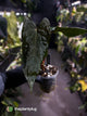 Anthurium papillilaminum 'RLFS' x pap 'RL' s1