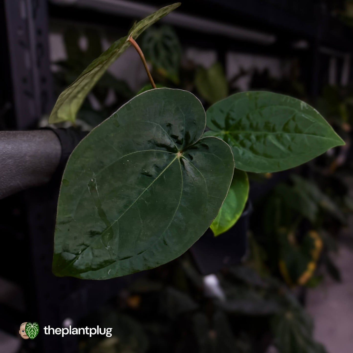 Anthurium 'Scarlet Moon' x (antolakii 'Felix' x kuna)
