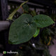 Anthurium 'Scarlet Moon' x (antolakii 'Felix' x kuna)