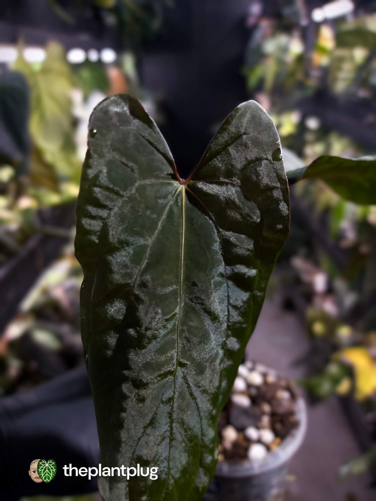 Anthurium papillilaminum 'RLFS' x pap 'RL' s1