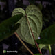 Anthurium 'Scarlet Moon' x (antolakii 'Felix' x kuna)