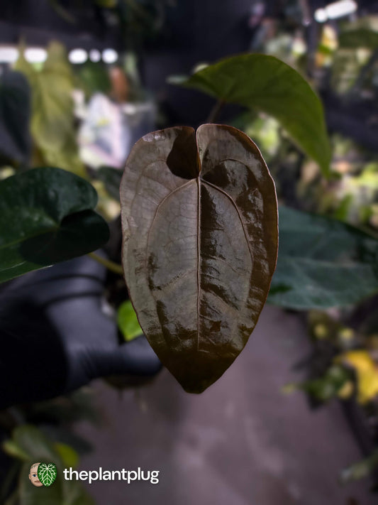 Anthurium forgetii hybrid x dressleri