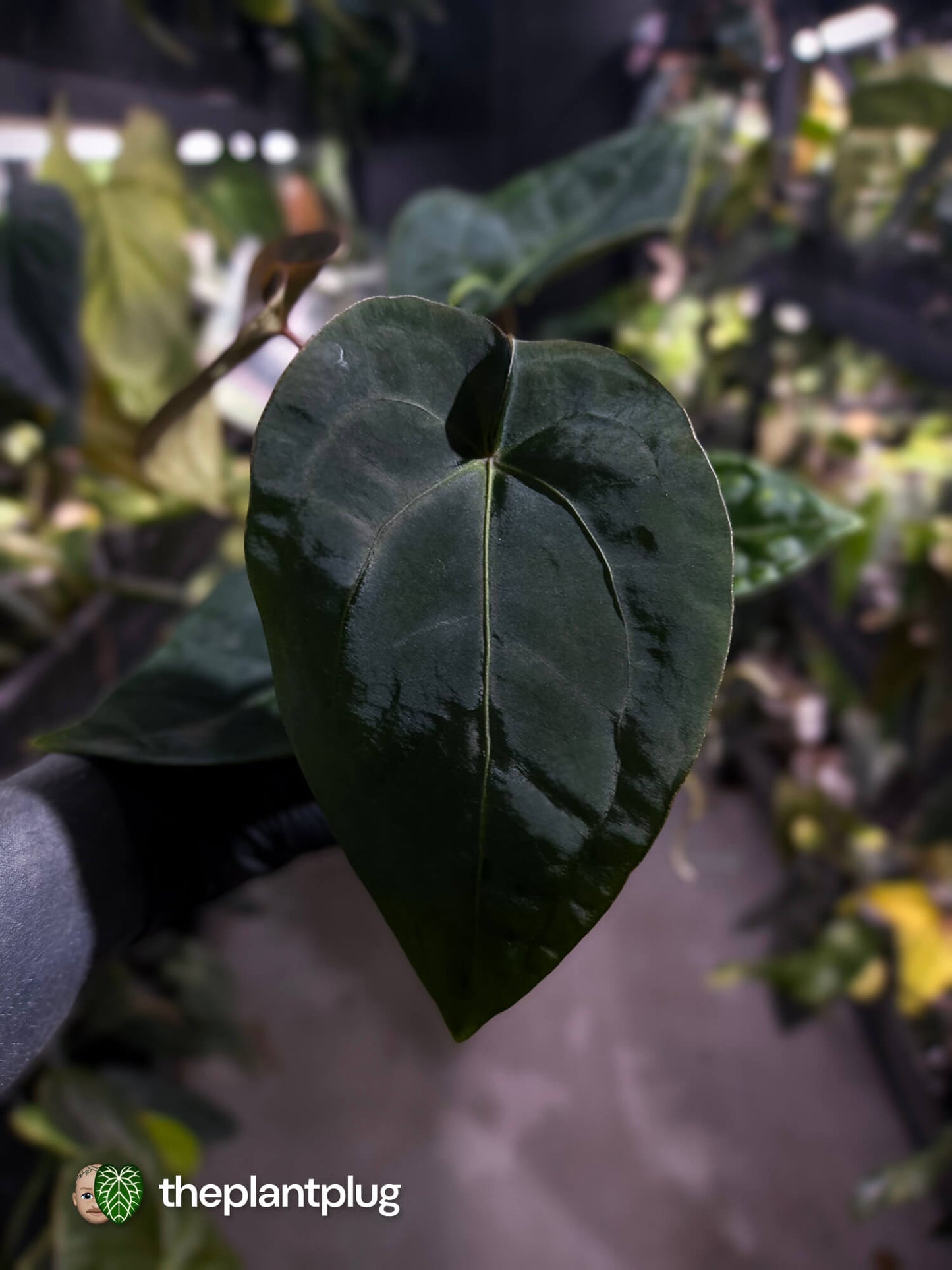 Anthurium forgetii hybrid x dressleri