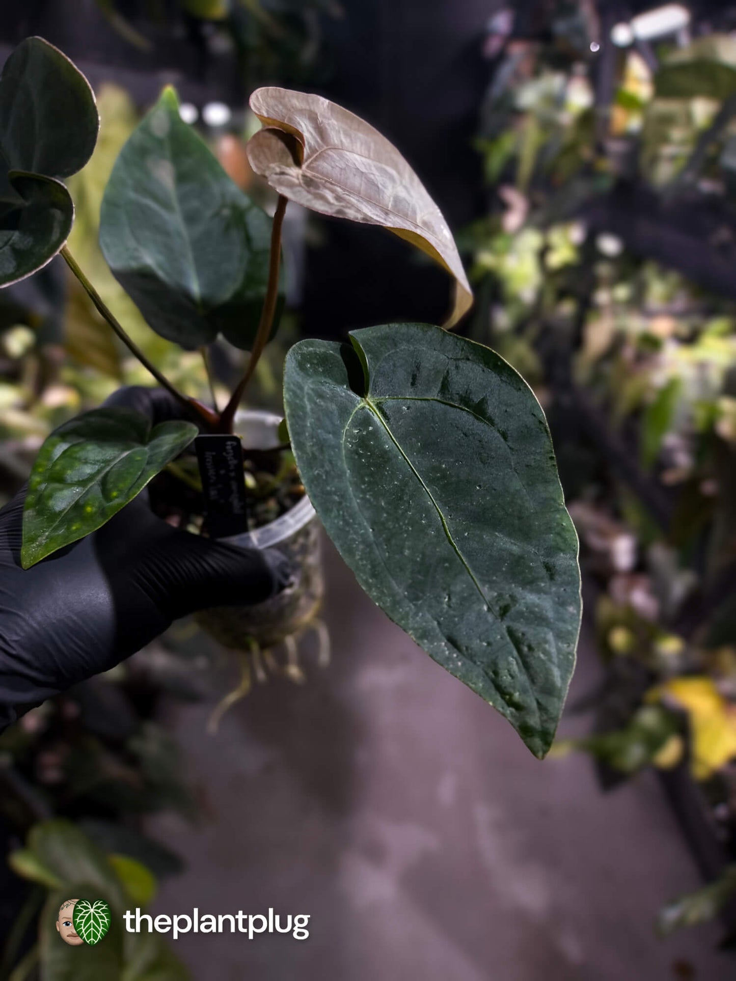 Anthurium forgetii hybrid x dressleri