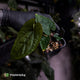 Anthurium dressleri ('MP' x 'LAS')
