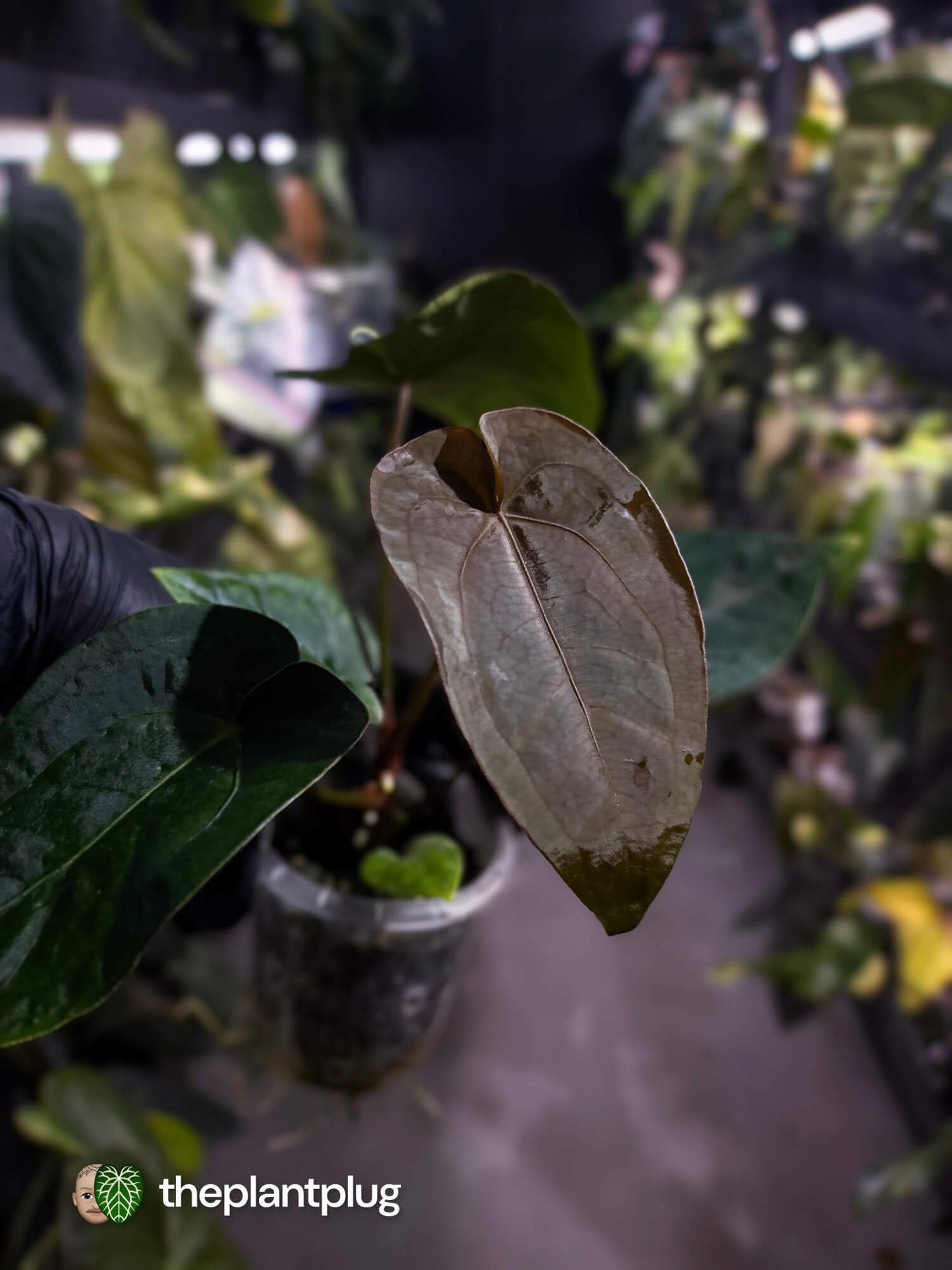 Anthurium forgetii hybrid x dressleri