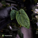 Anthurium dressleri ('MP' x 'LAS')
