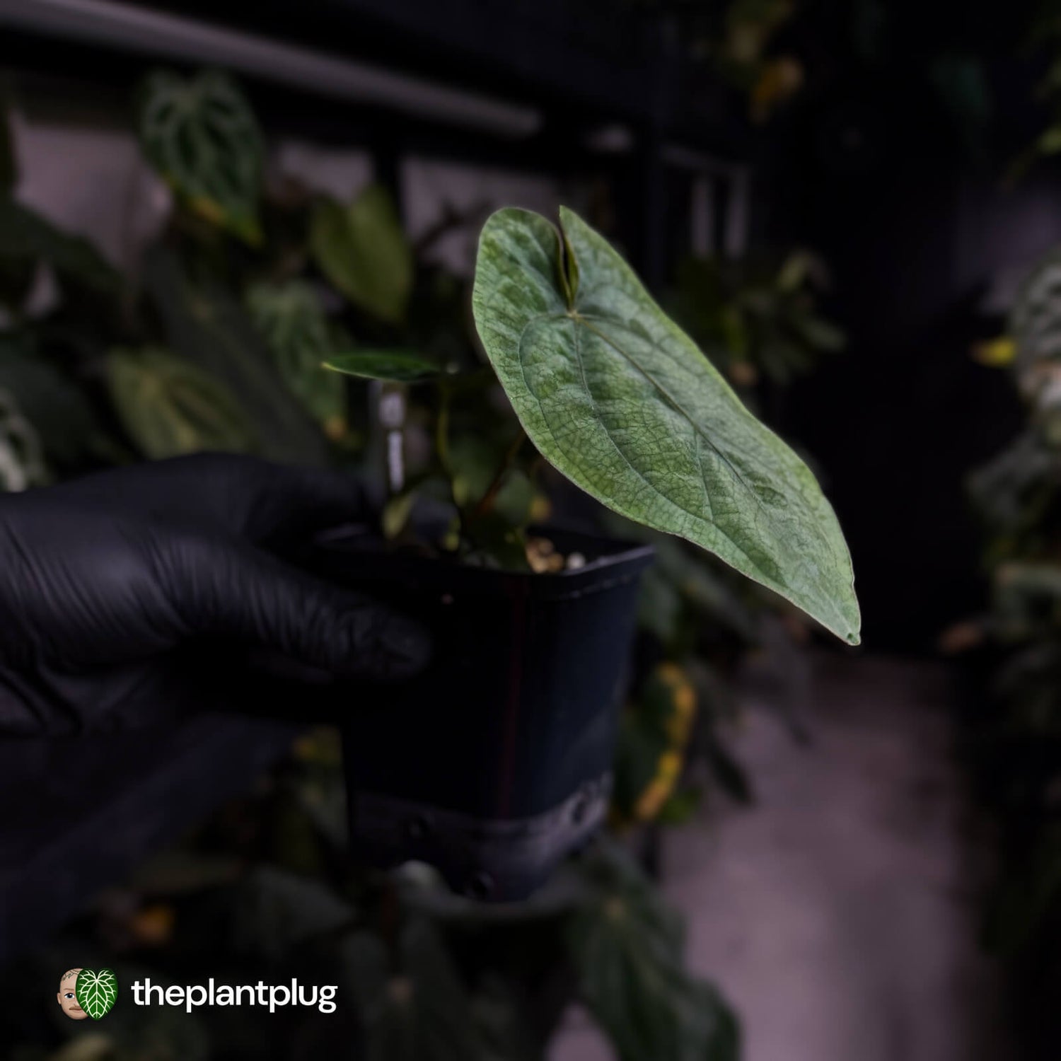 Anthurium dressleri ('MP' x 'LAS')