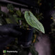 Anthurium dressleri ('MP' x 'LAS')