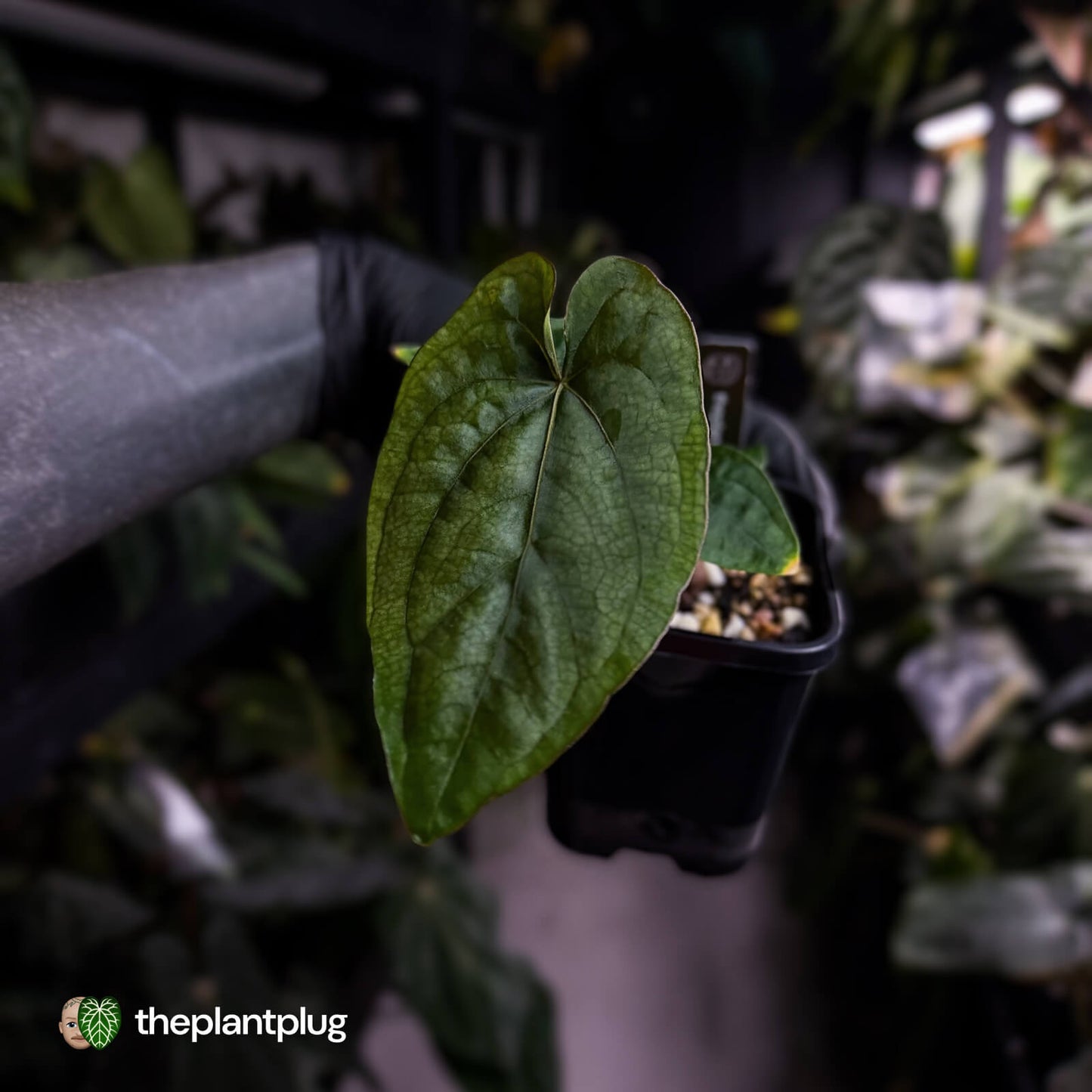 Anthurium dressleri ('MP' x 'LAS')
