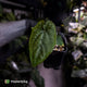 Anthurium dressleri ('MP' x 'LAS')