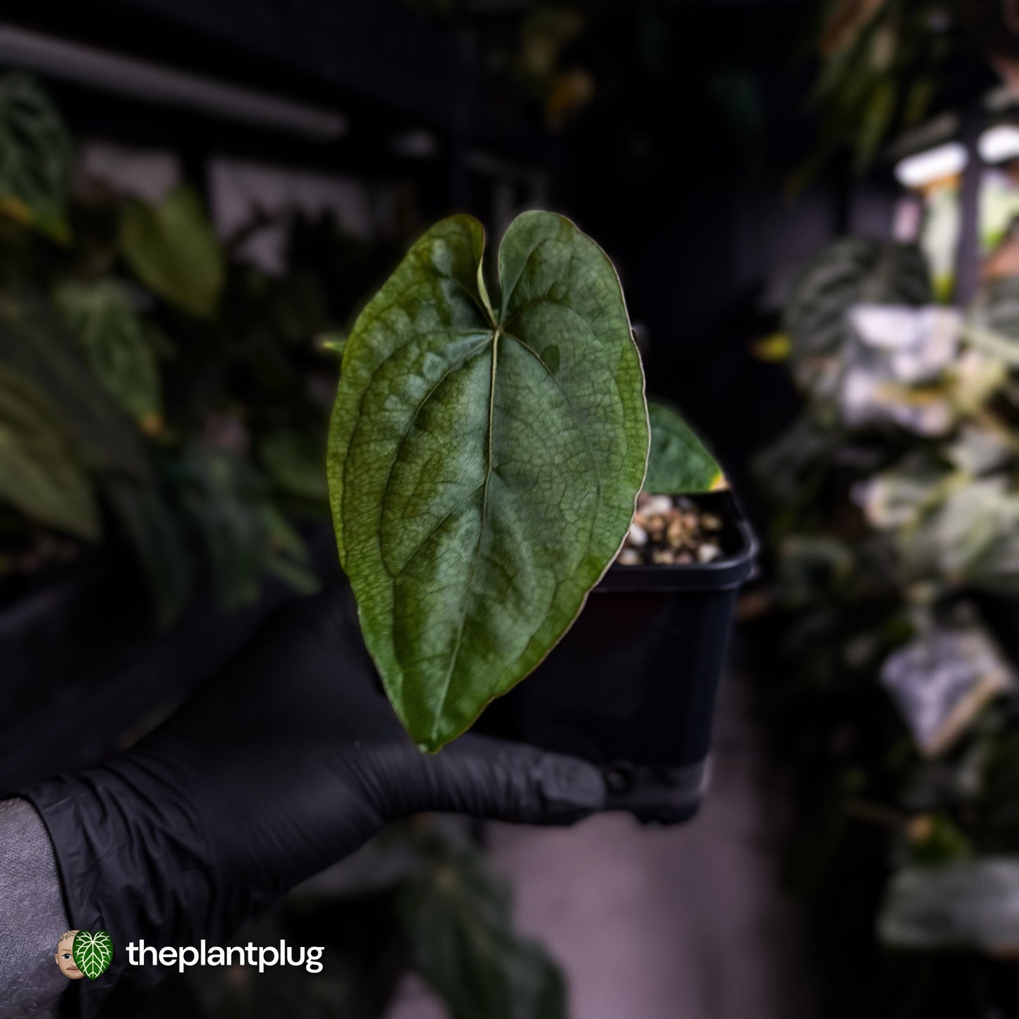 Anthurium dressleri ('MP' x 'LAS')