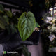 Anthurium dressleri ('MP' x 'LAS')