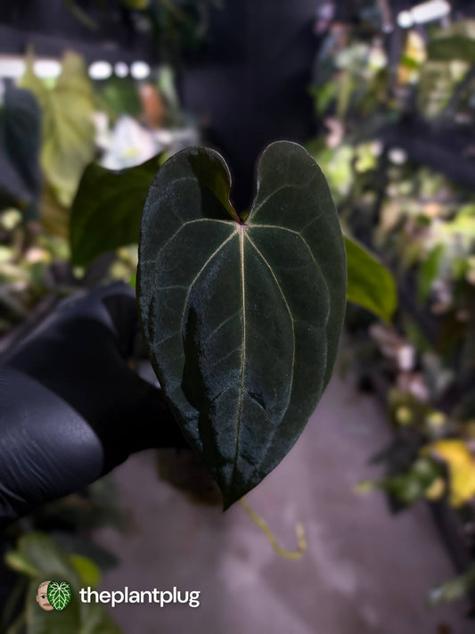 Anthurium (carlablackiae x besseae aff) x (antolakii x 'Dark Phoenix') • First release 🔥