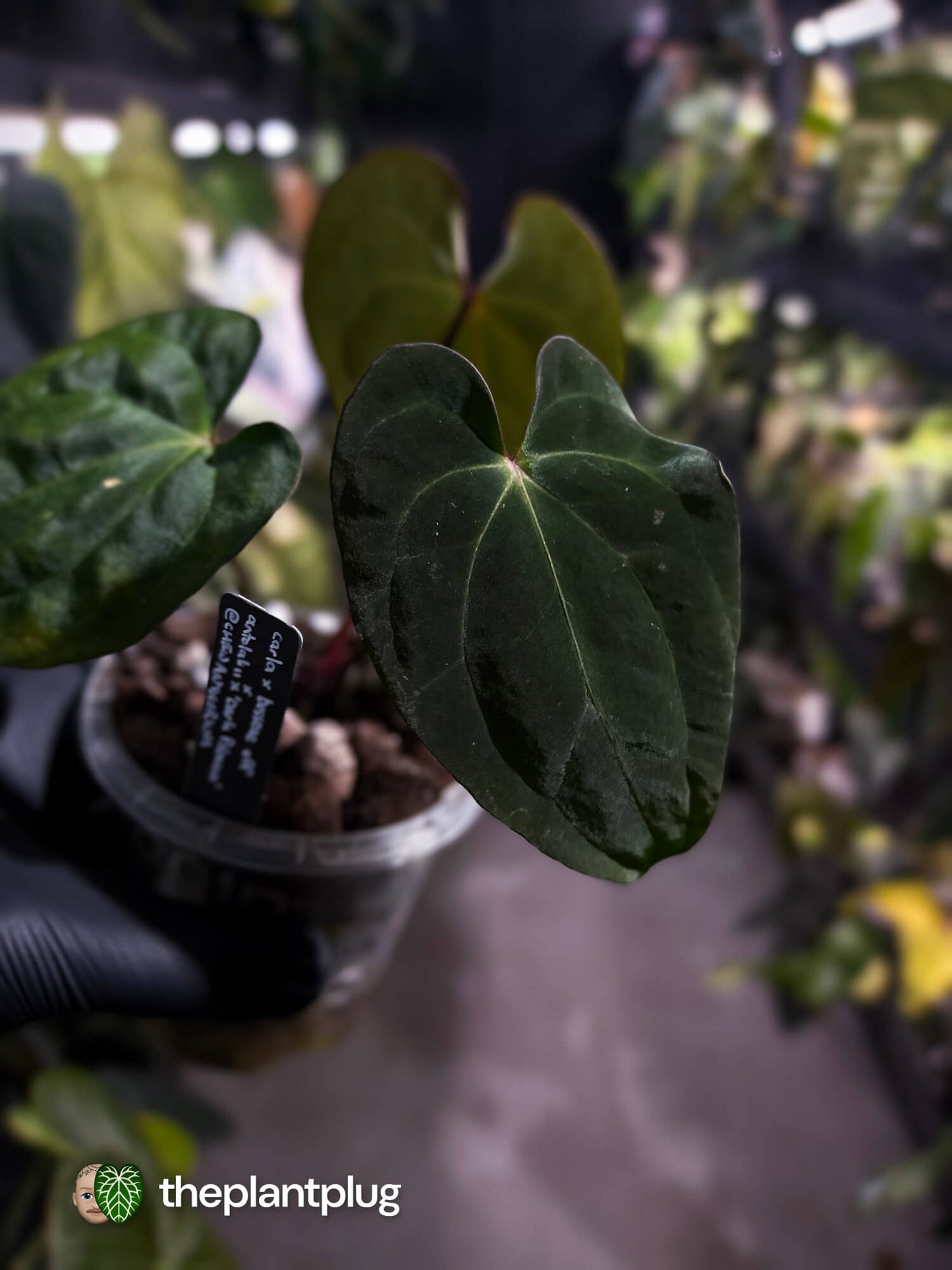Anthurium (carlablackiae x besseae aff) x (antolakii x 'Dark Phoenix') • First release 🔥