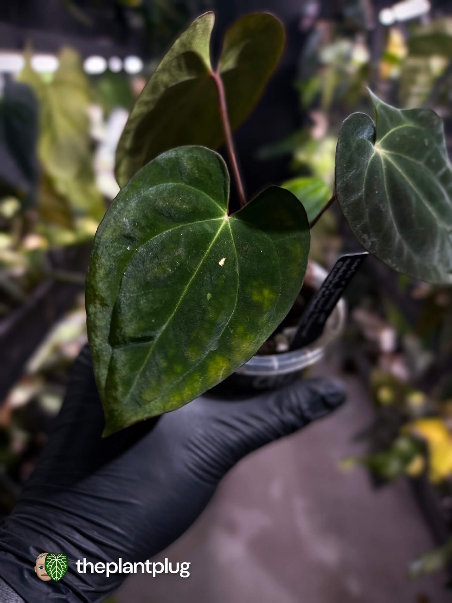 Anthurium (carlablackiae x besseae aff) x (antolakii x 'Dark Phoenix') • First release 🔥