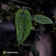 Anthurium dressleri ('MP' x 'LAS')