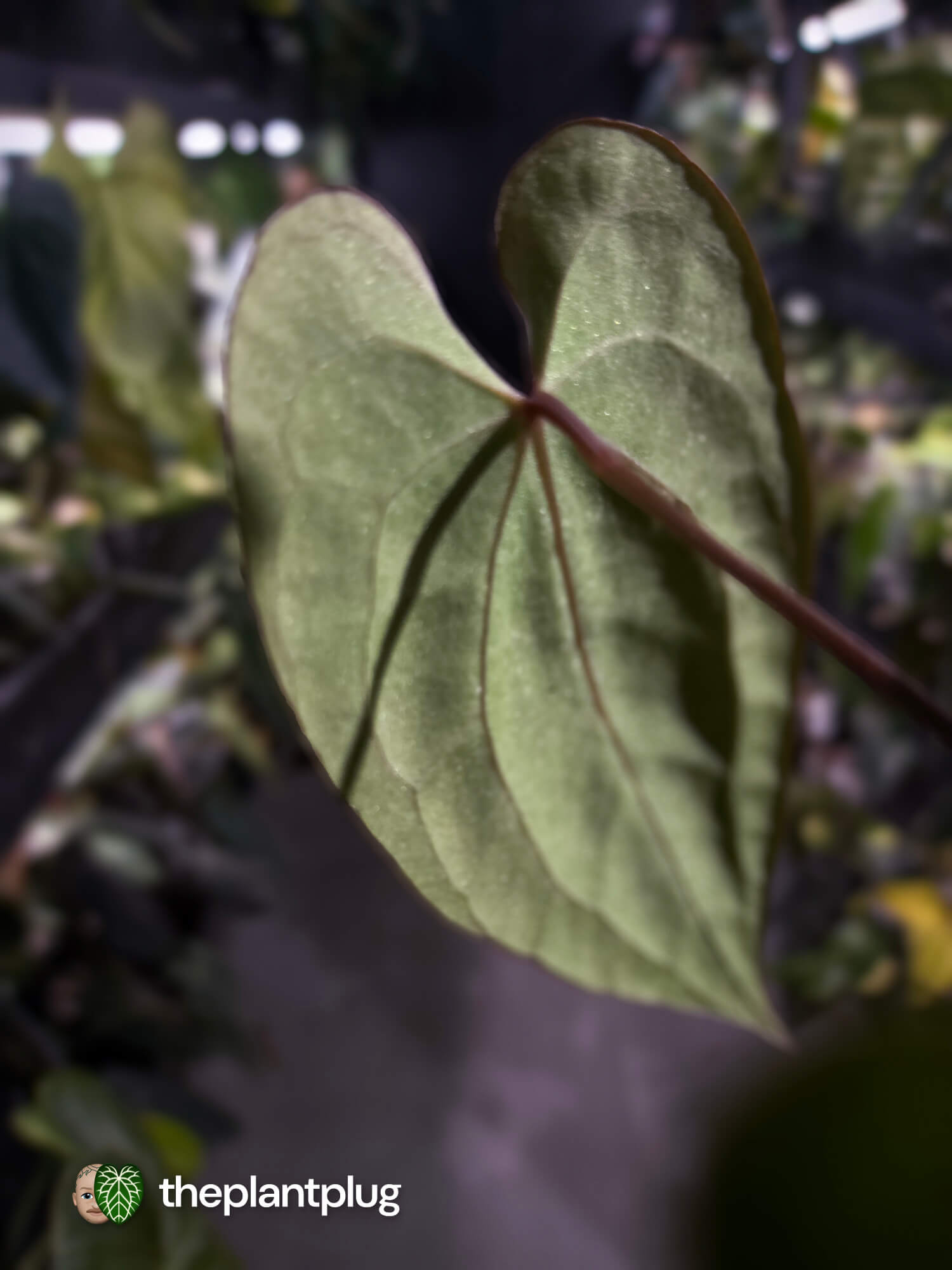 Anthurium (carlablackiae x besseae aff) x (antolakii x 'Dark Phoenix') • First release 🔥