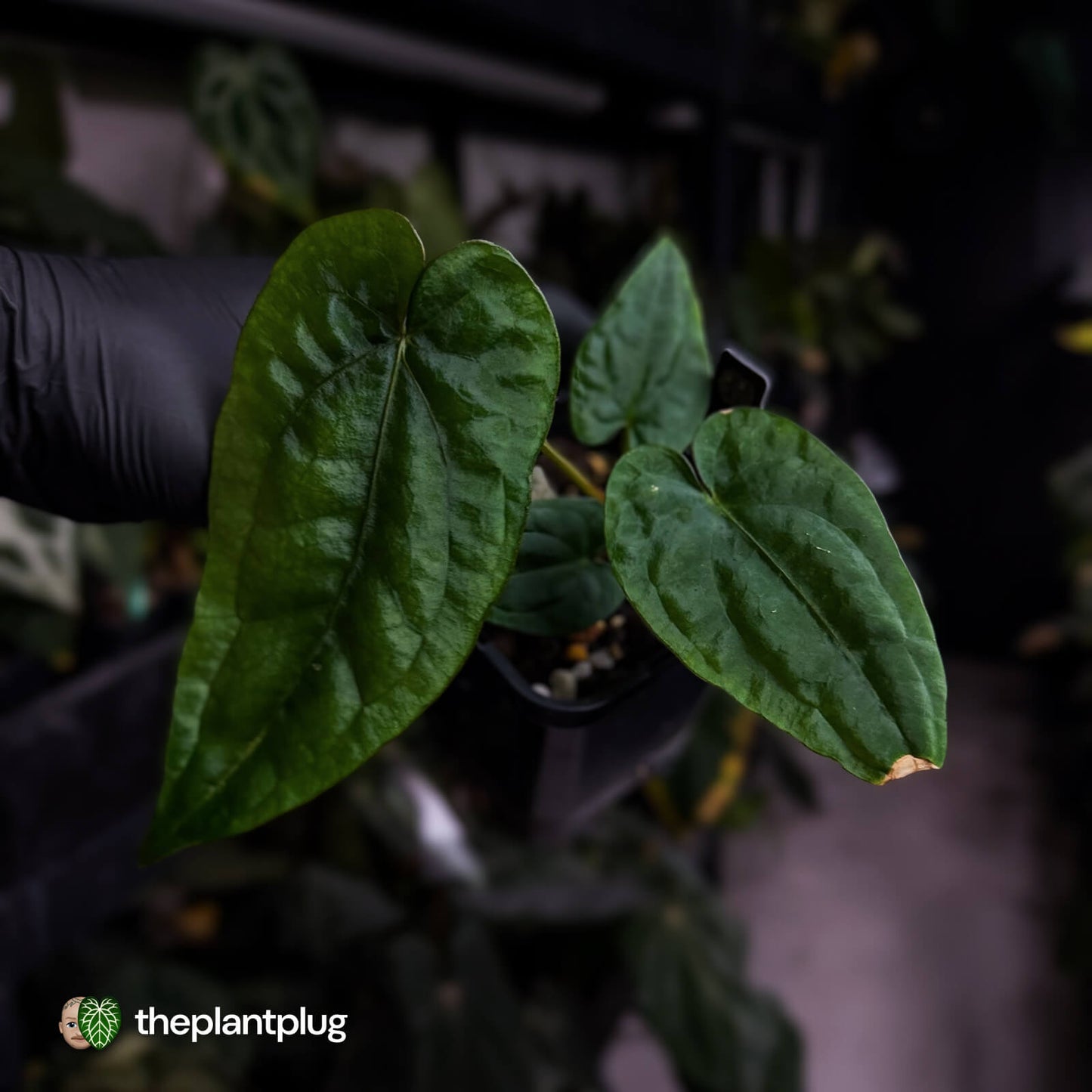 Anthurium dressleri ('MP' x 'LAS')