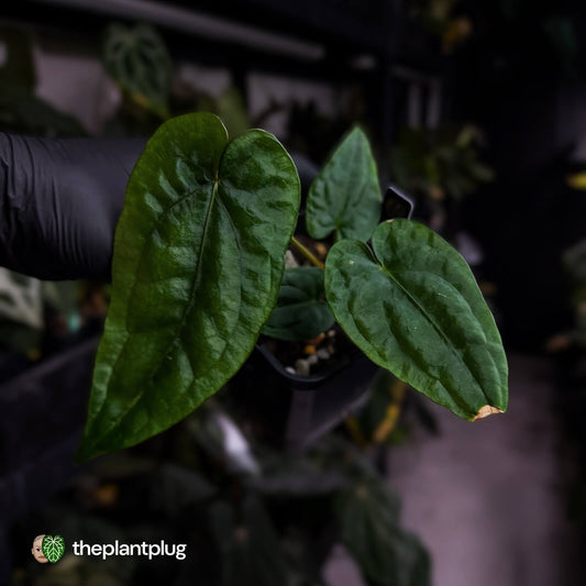 Anthurium dressleri ('MP' x 'LAS')