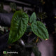 Anthurium dressleri ('MP' x 'LAS')