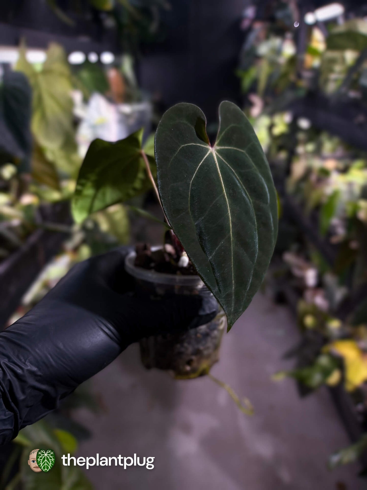 Anthurium (carlablackiae x besseae aff) x (antolakii x 'Dark Phoenix') • First release 🔥