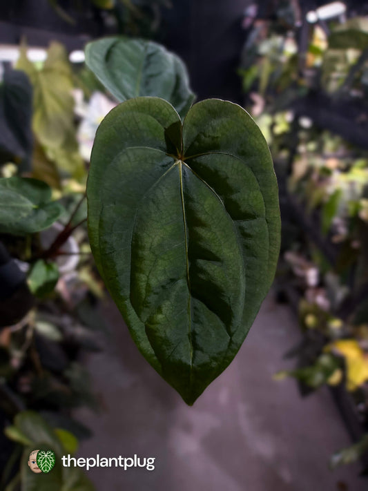 Anthurium #MidnightVelvet x dressleri 'LAS'