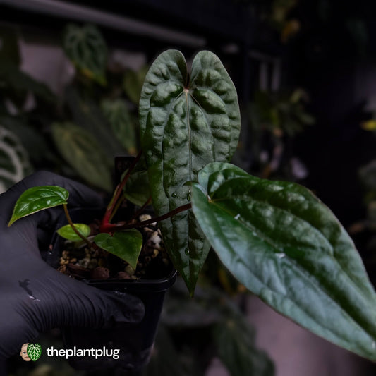 Anthurium 'Michelin Man' x (papillilaminum x luxurians)