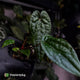 Anthurium 'Michelin Man' x (papillilaminum x luxurians)
