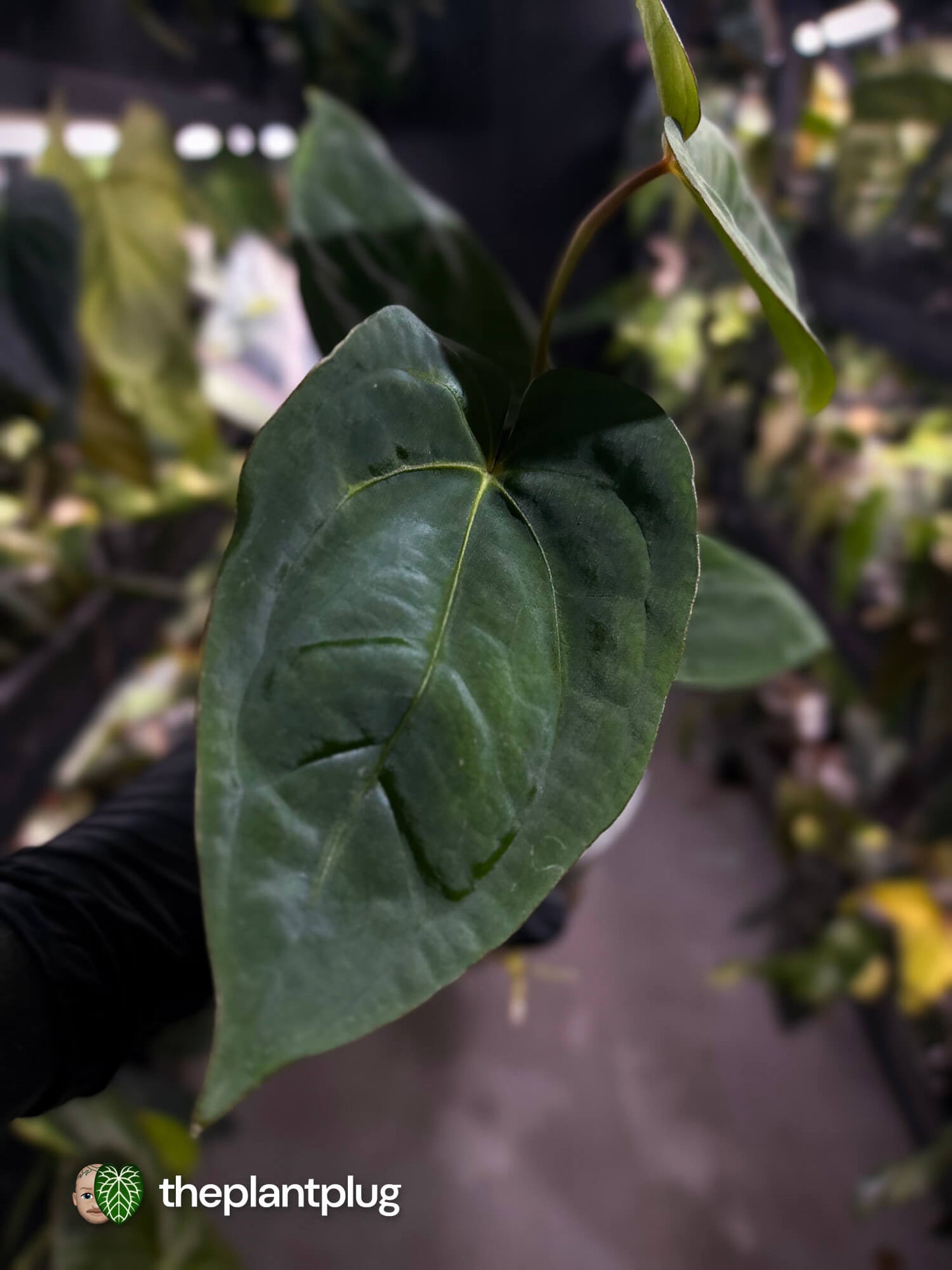 Anthurium #MidnightVelvet x dressleri 'LAS'