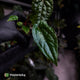 Anthurium 'Michelin Man' x (papillilaminum x luxurians)
