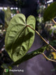 Anthurium #MidnightVelvet x dressleri 'LAS'