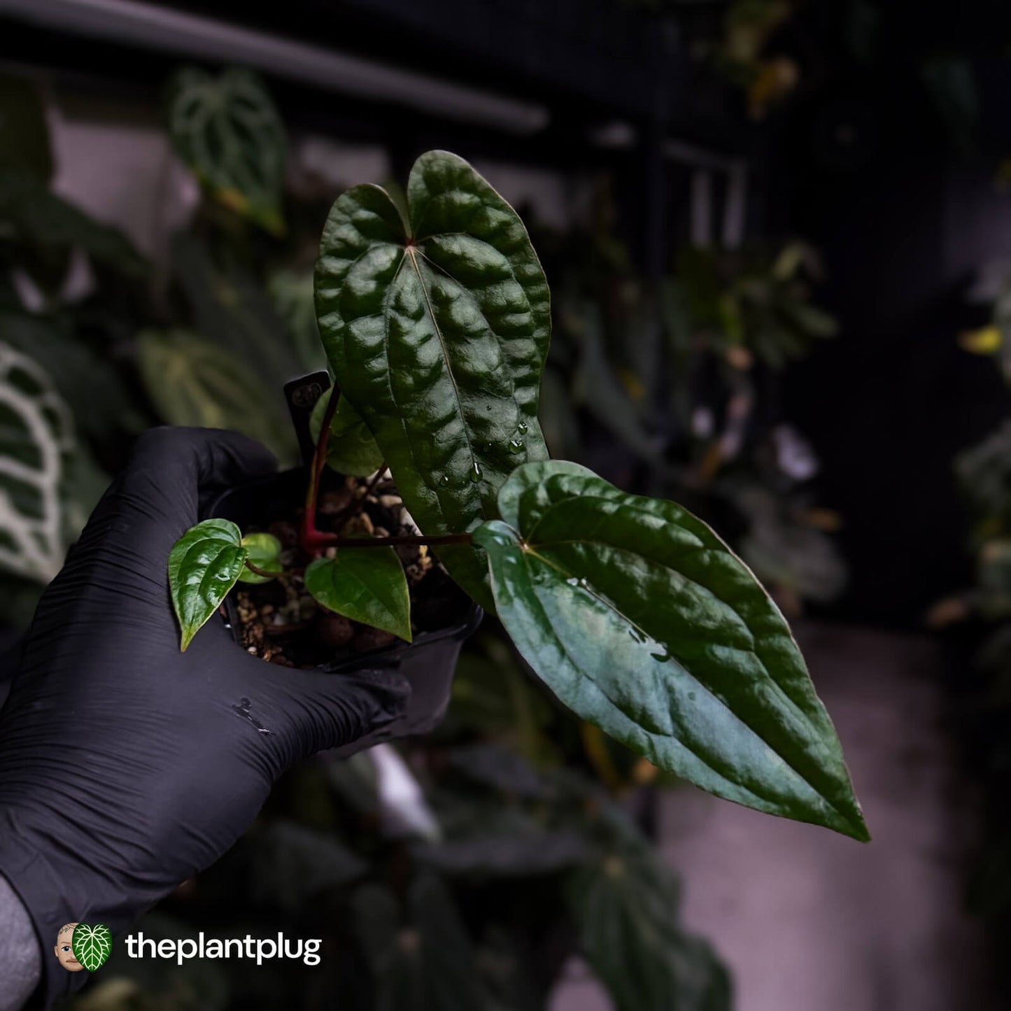 Anthurium 'Michelin Man' x (papillilaminum x luxurians)