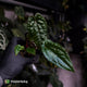 Anthurium 'Michelin Man' x (papillilaminum x luxurians)