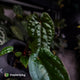 Anthurium 'Michelin Man' x (papillilaminum x luxurians)