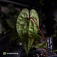 Anthurium 'Michelin Man' x (papillilaminum x luxurians)