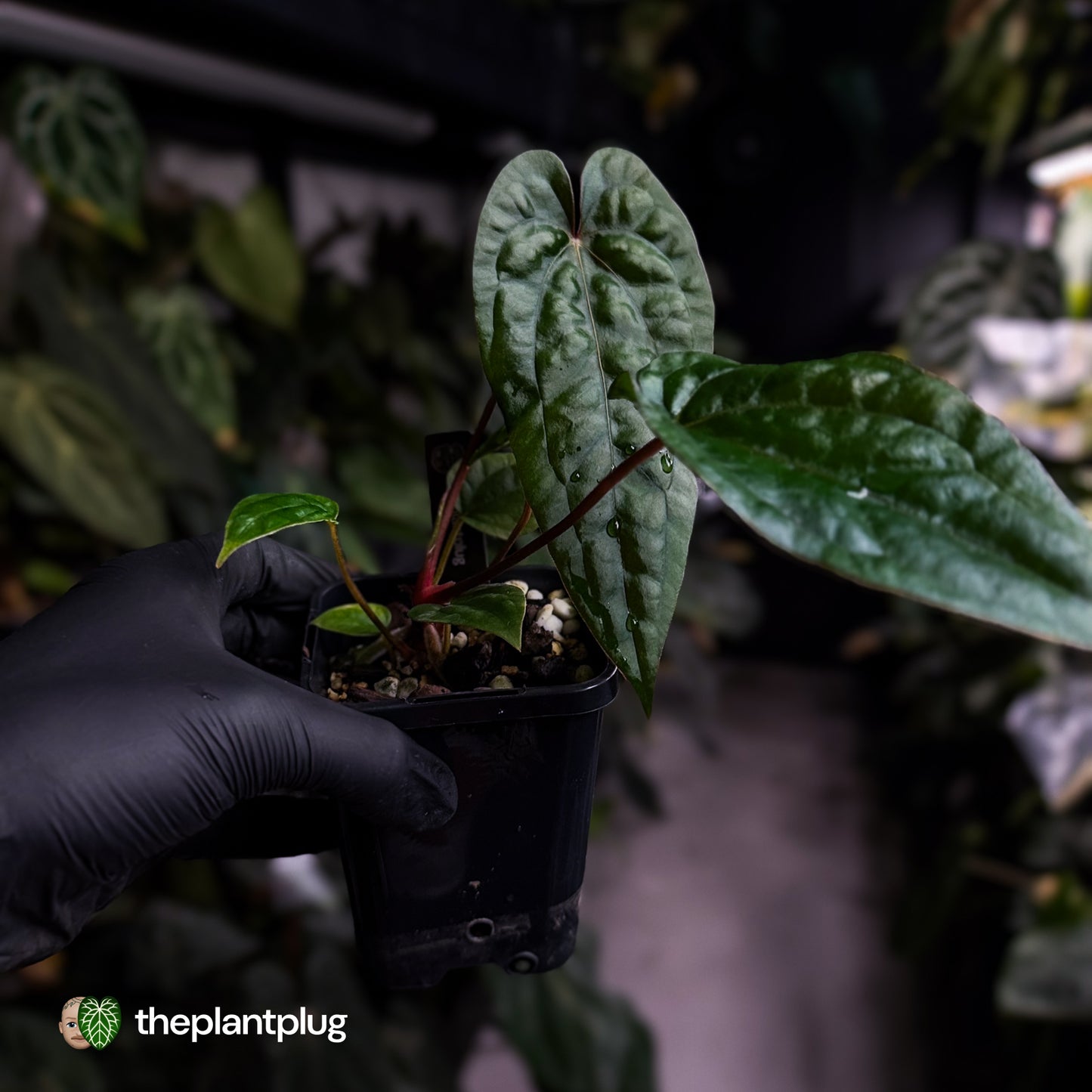 Anthurium 'Michelin Man' x (papillilaminum x luxurians)