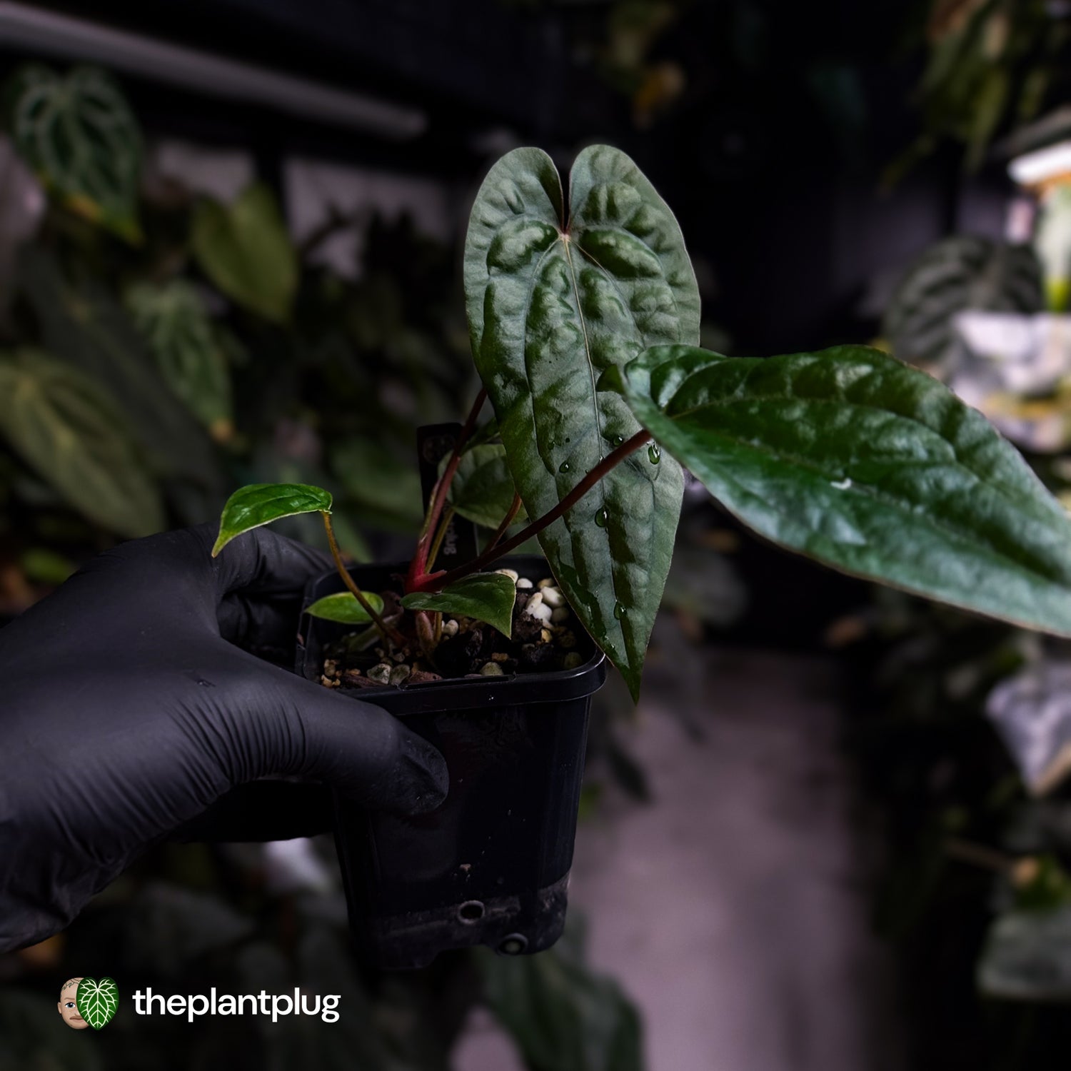 Anthurium 'Michelin Man' x (papillilaminum x luxurians)