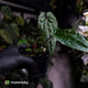Anthurium 'Michelin Man' x (papillilaminum x luxurians)