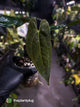 Anthurium papillilaminum 'RA6' x 'RVDP'